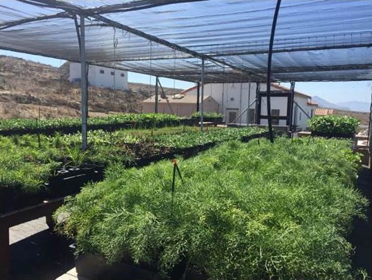 Rows of plants in a plant nursery