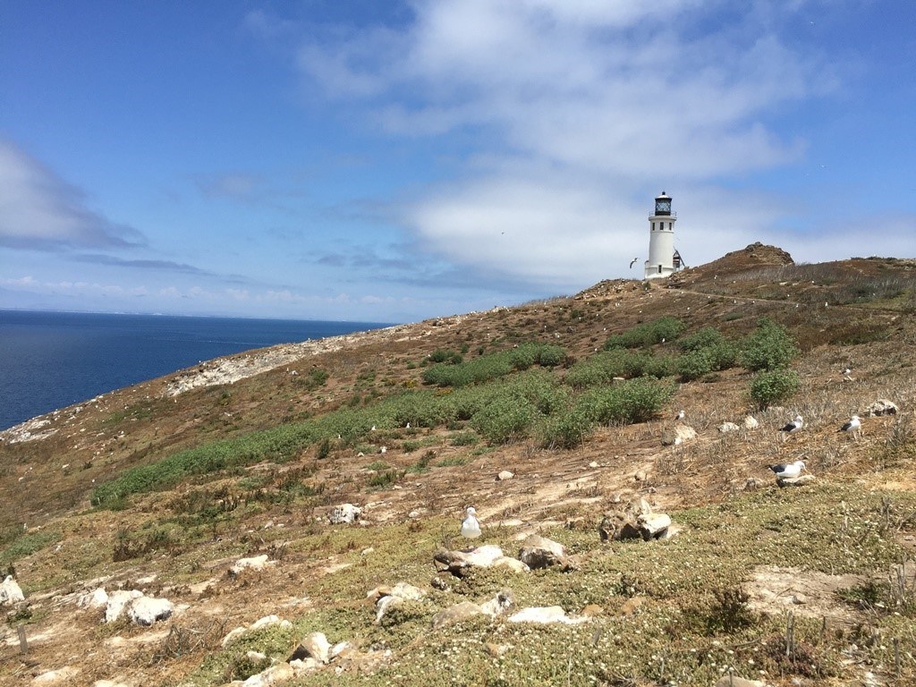 Hillside dotted with seabirds, with a lighthouse and the ocean in the background