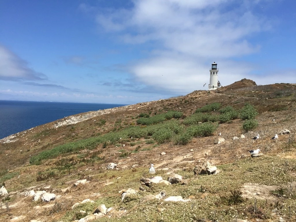 Seabird nesting habitat on East Anacapa Island Hillside dotted with seabirds, with a lighthouse and the ocean in the background