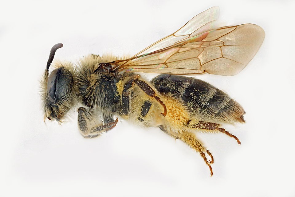 Side view of a mining bee specimen with pollen coating its legs