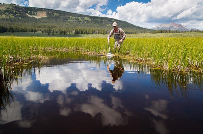 Andrew Ray in the field Scientist wades into a pond with a fishing net.