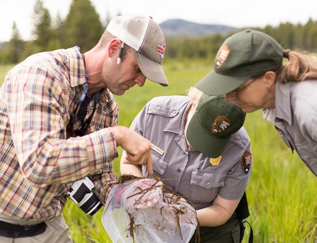 Andrew leading amphibian surveys Scientist in plaid shirt points to something in a net as two people in NPS uniforms look on.