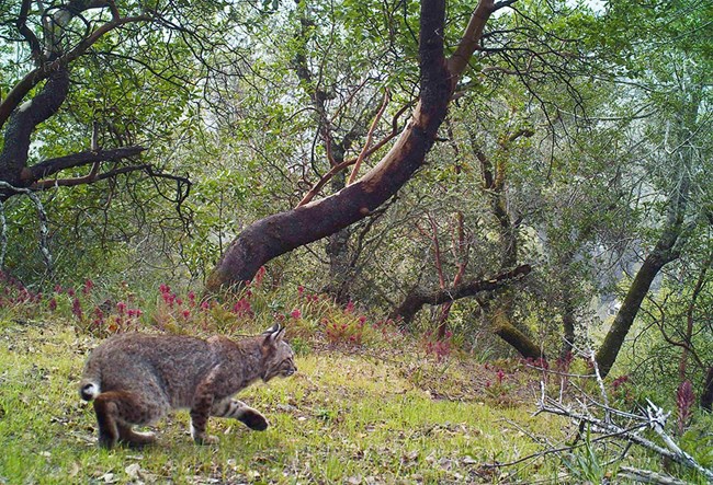 Camera trap image of a bobcat hunting on a hillside