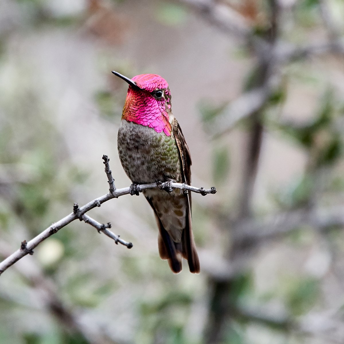 Small, greenish hummingbird with long, narrow bill and iridescent rose-colored feathers on throat and crown.