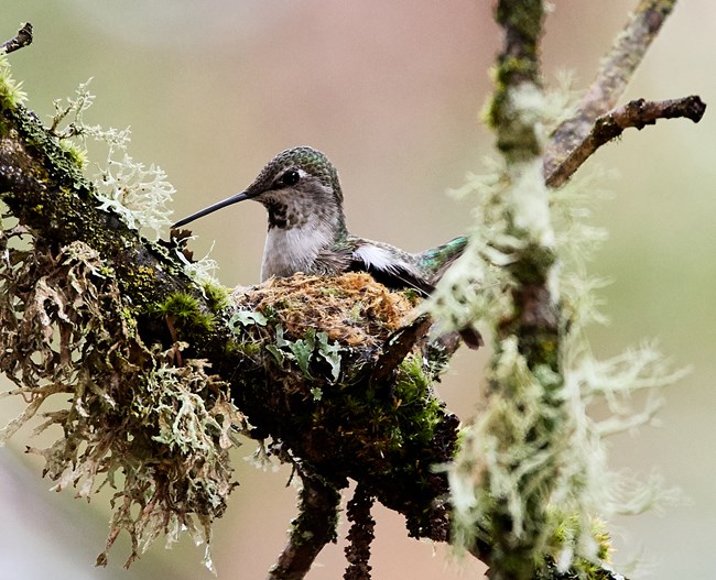 Small hummingbird with long, narrow bill, greenish head, dark streaks on throat above white chest, sitting in a small cup nest on moss-covered tree branch.