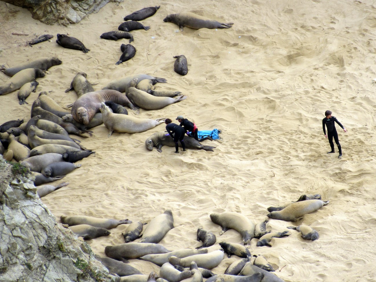UCSC research team working on their target seal Researchers on a beach near a large elephant seal harem, working on an adult female seal with a device on her head.