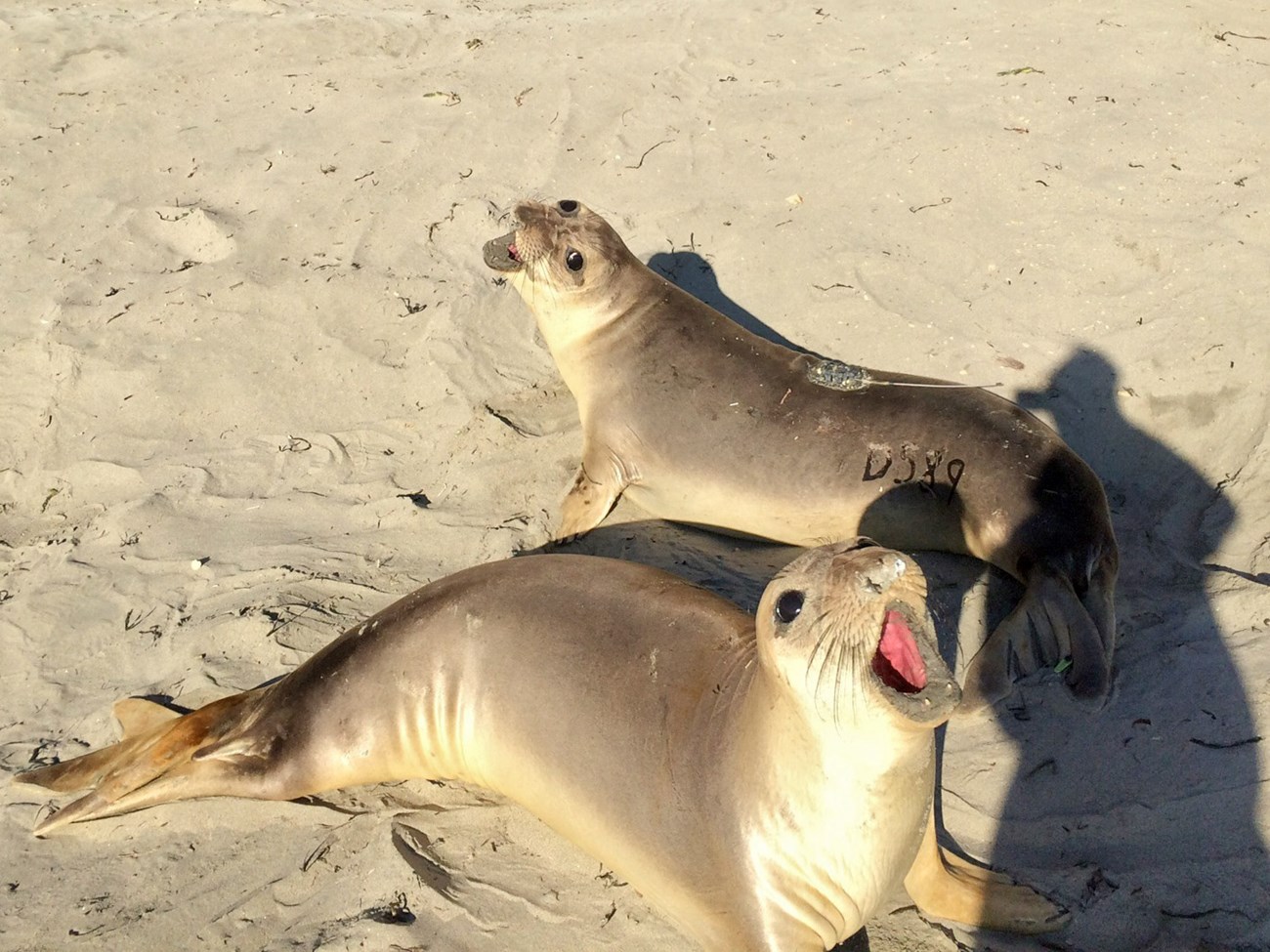 Yearling elephant seal from Año Nuevo Two small juvenile seals, one of which has a dye mark, a green flipper tag, and a scientific instrument attached to its back.