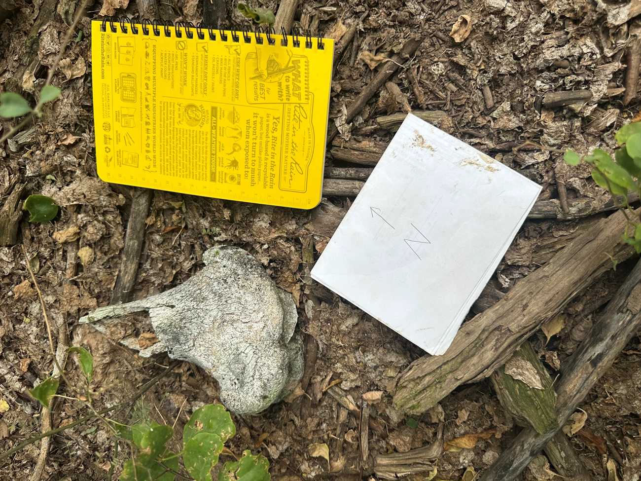Apgar_Image_2_Lost_Fossil A photo of a modern cow bone, broken and weathered.