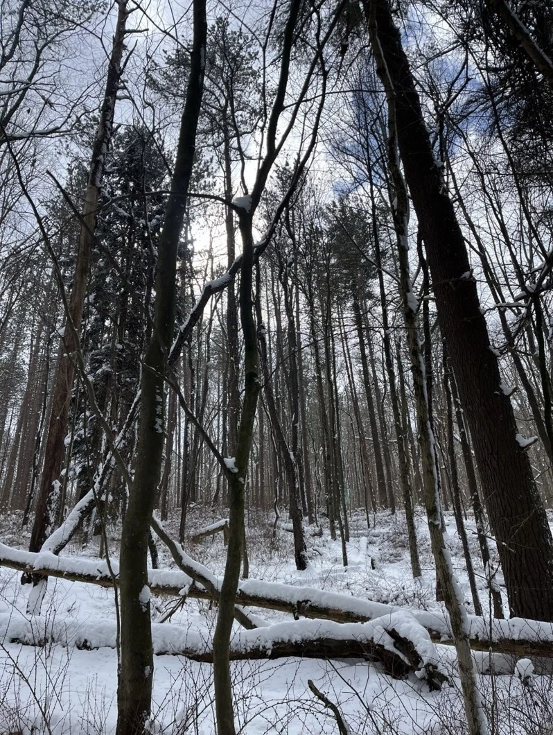 Snowy forest Tall and skinny trees tower over snow-covered branches on a white snowy ground.