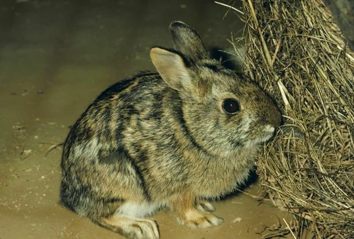 Cottontail rabbit A side-view of a small rabbit with brown and black fur seated on the ground.