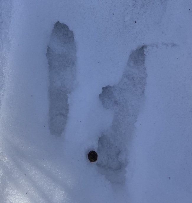 Two rabbit footprints in the snow with a small scat pellet next to the right heel.
