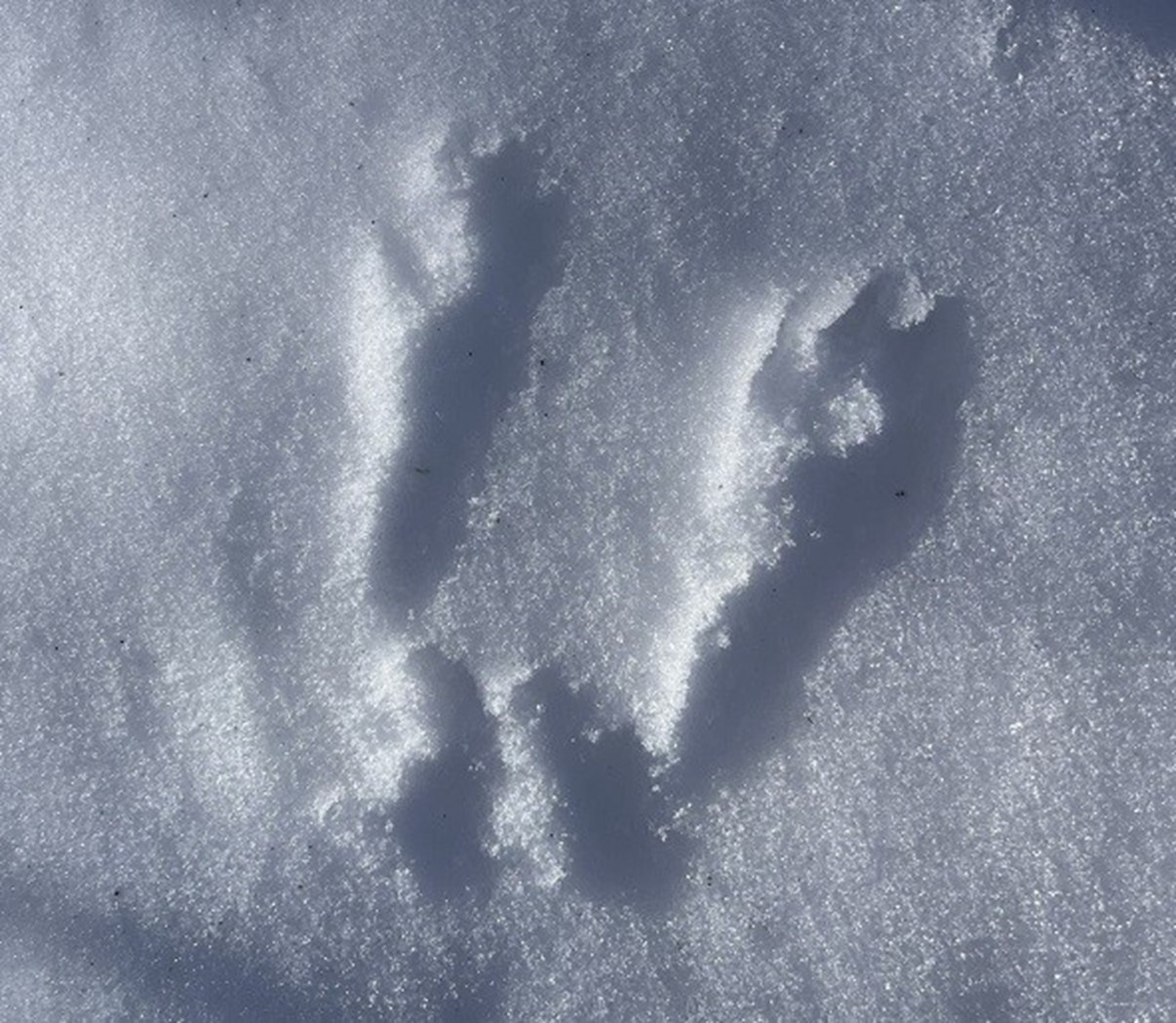 Rabbit footprints A pair of rabbit footprint indents in the untouched snow.
