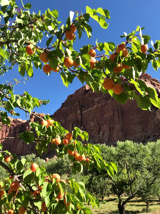 Branches with green leaves and orange apricot fruit in front of red cliffs with blue sky.
