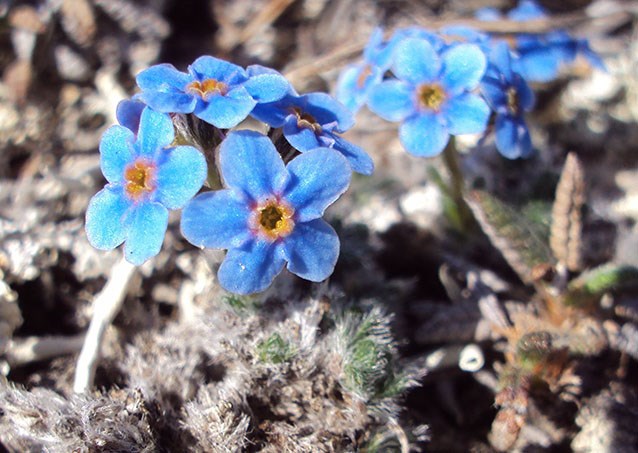 Arctic alpine forget-me-not