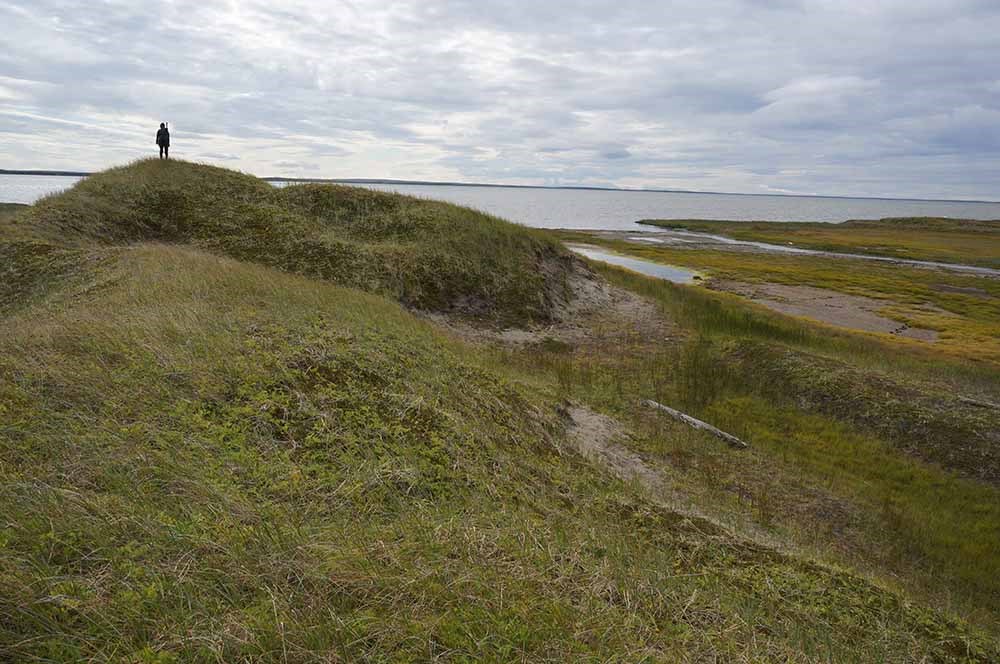 A researcher stands on the hilly, coastal tundra looking out to sea.