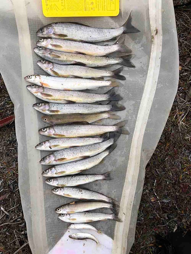 A catch of Arctic Grayling to measure size associated with Arctic stream foodwebs.