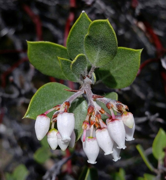 Mt Tamalpais Manzanita Cluster of small white flowers hanging from the end of a stem