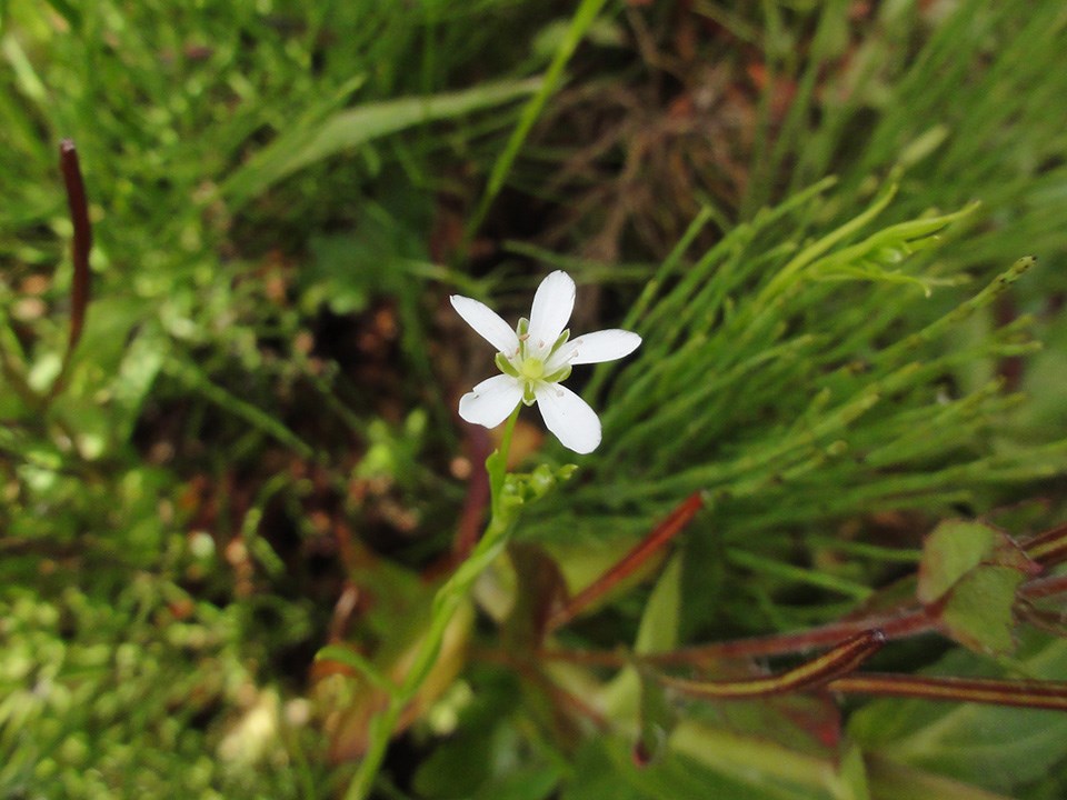 Small flower consisting of five white petals