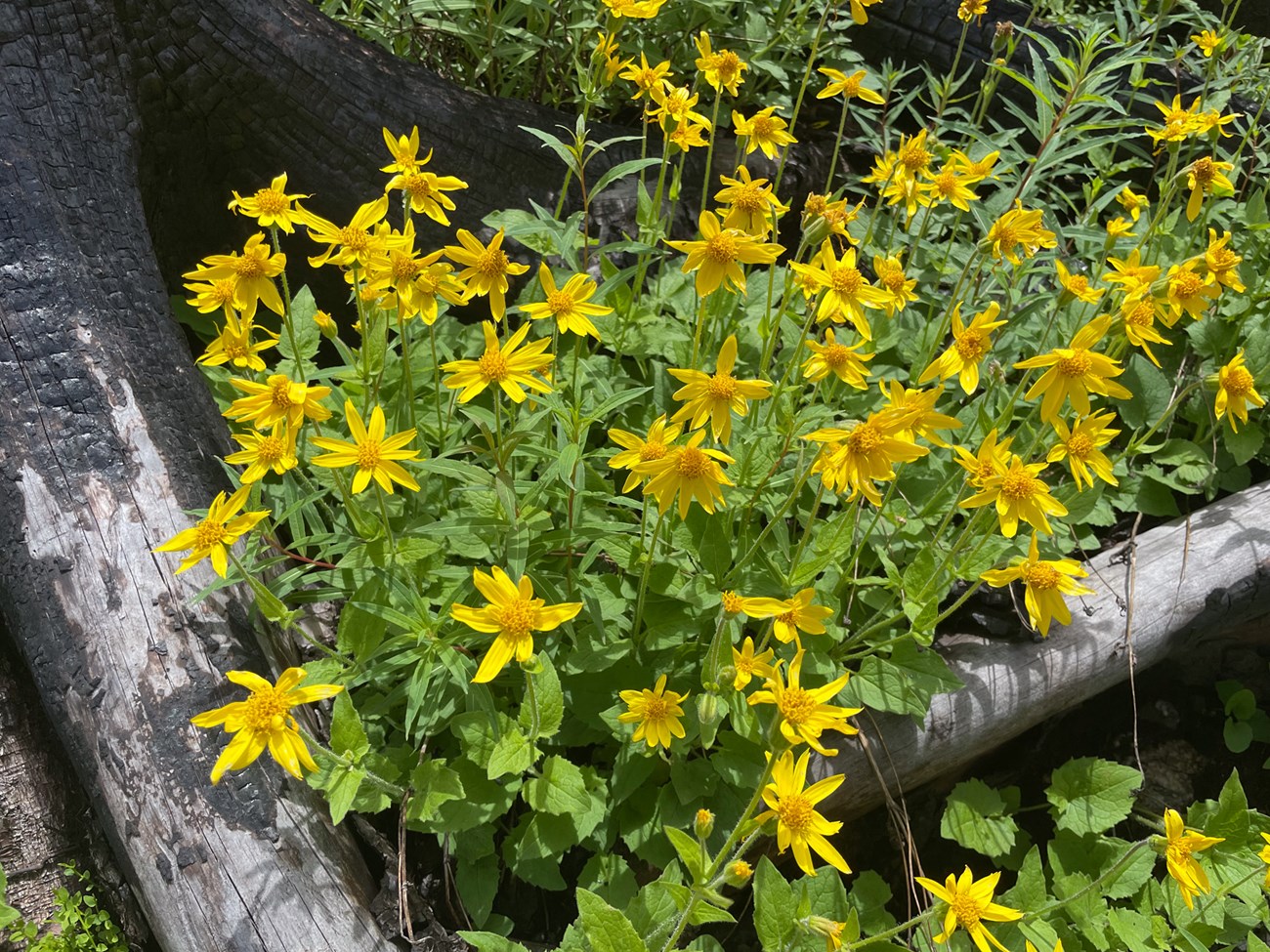 Heartleaf arnica