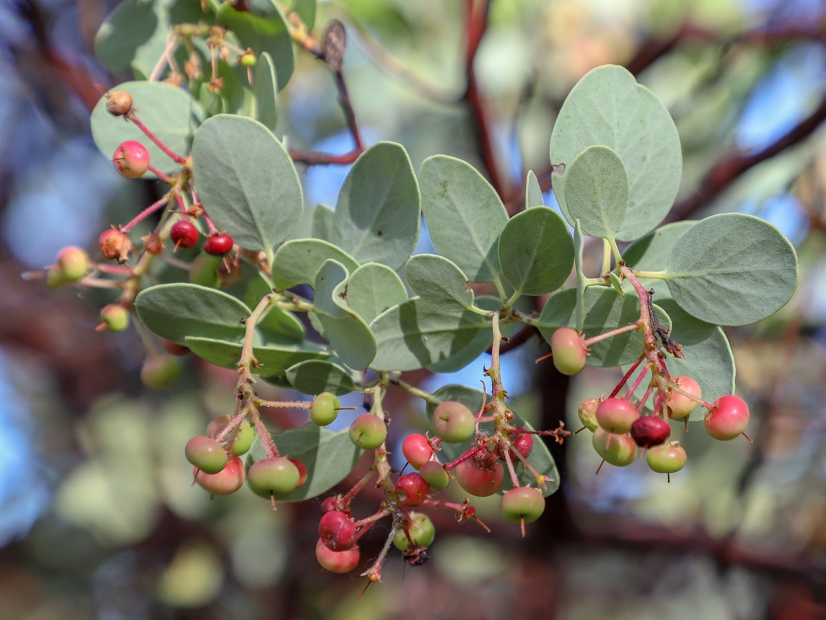 cluster of small, slightly oval, gray-green leaves standing vertically on the branches, with reddish, round berries attached that look like little apples