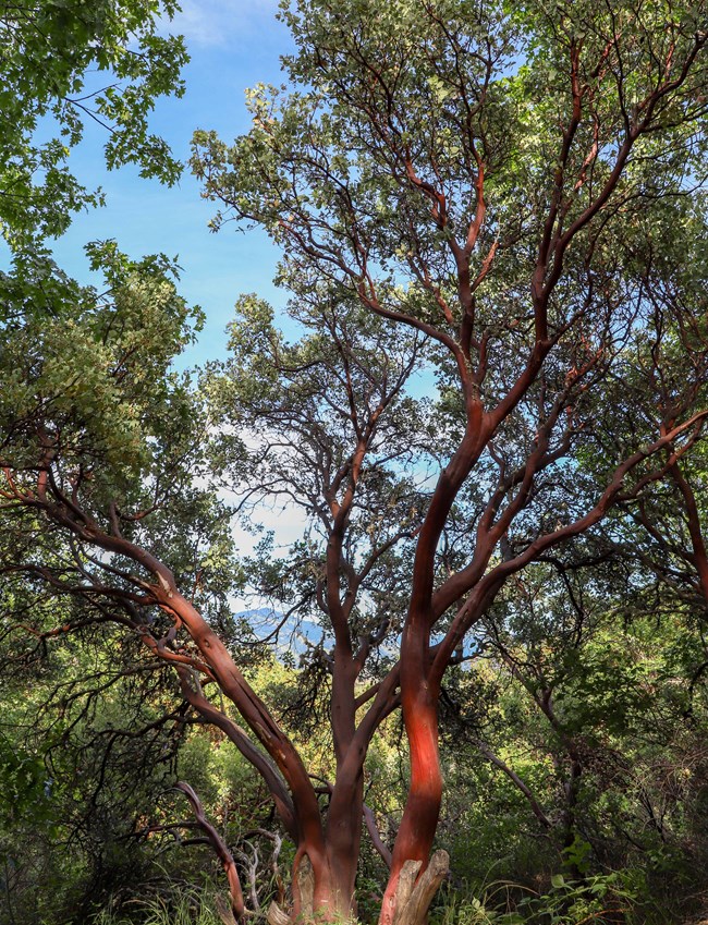 Tall, branched shrub with orange-red bark in the dappled light of a forest.