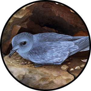 Ashy Storm Petrel Illustration Illustration of a dark gray bird in a rocky crevice