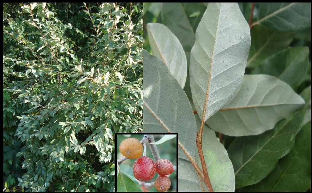 Autumn-olive has silvery scales on the elliptical-shaped leaves, stems, and red fruit. Autumn-olive has silvery scales on the elliptical-shaped leaves, stems, and red fruit.