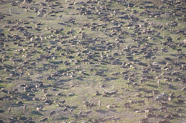 aerial view of hundreds of caribou crossing a tree-less landscape