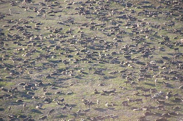 caribou herd aerial view of hundreds of caribou crossing a tree-less landscape