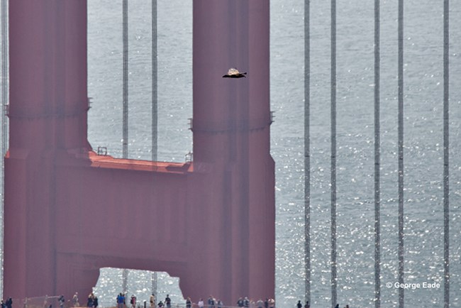 Juvenile Bald Eagle. © George Eade Juvenile Bald Eagle flying by the Golden Gate Bridge