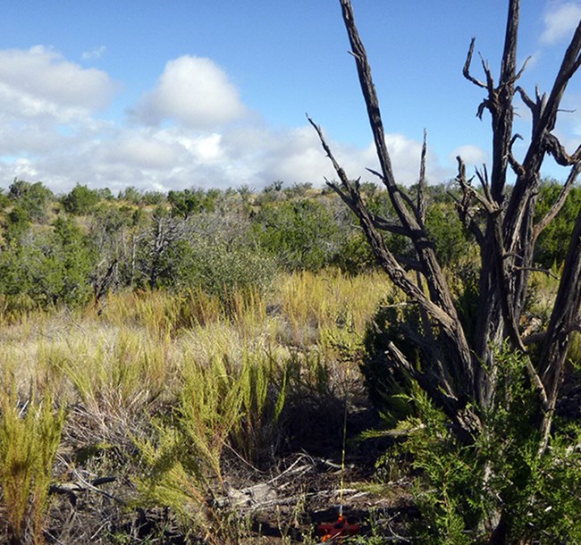 Pinyon-juniper woodland with grassy understory.