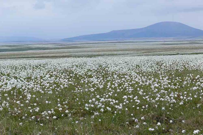 BELA cottongrass_web A field of cottongrass in the Arctic.