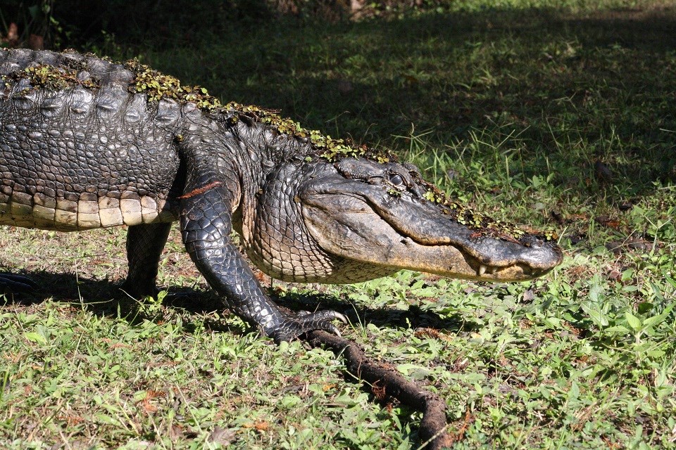 American alligator high walking