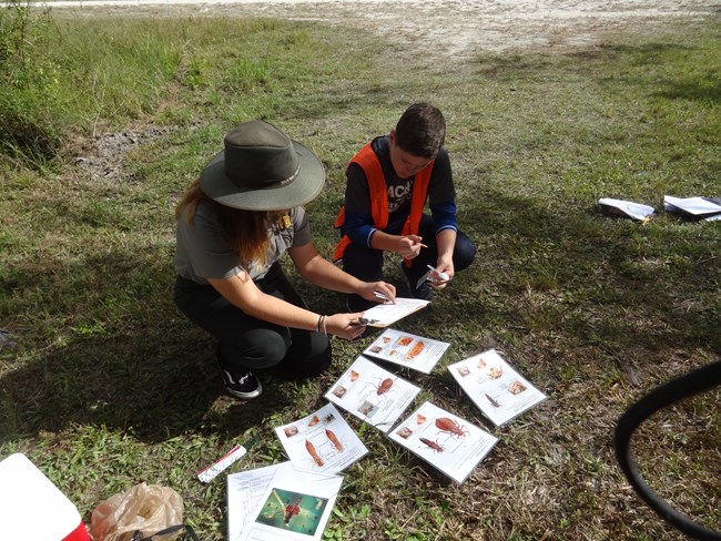 Park ranger and boy looking at dragonfly larvae field cards.