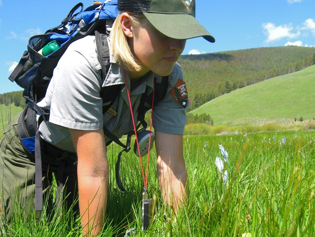 NPS staff counting camas Person in a National Park Service uniform, on the ground examining a blooming camas lily