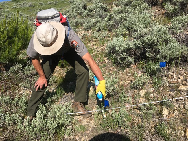 Jason Lyon spraying knapweed while surveying plants this year