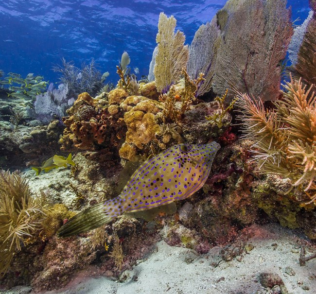 coral reef