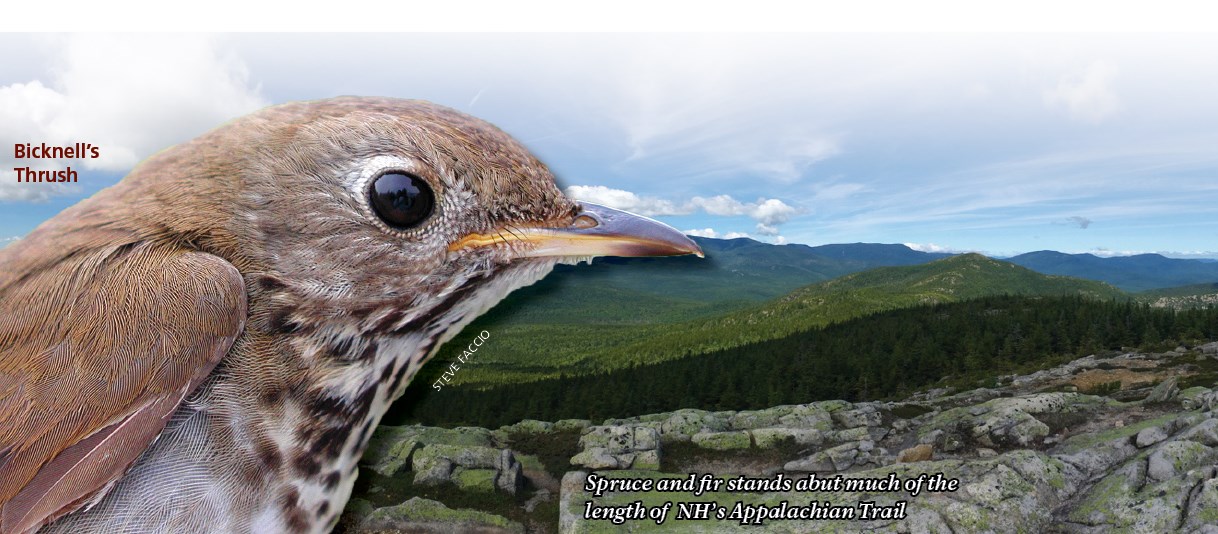 Close-up of a Bicknell's Thrush with spruce-fir habitat in background