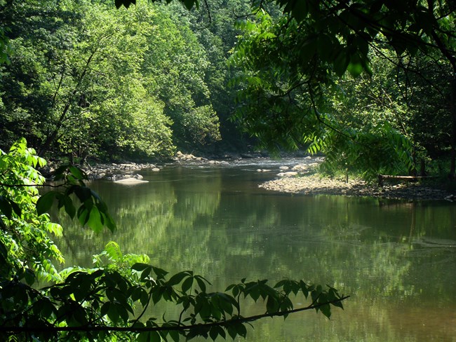 River with low water surrounded by green trees.