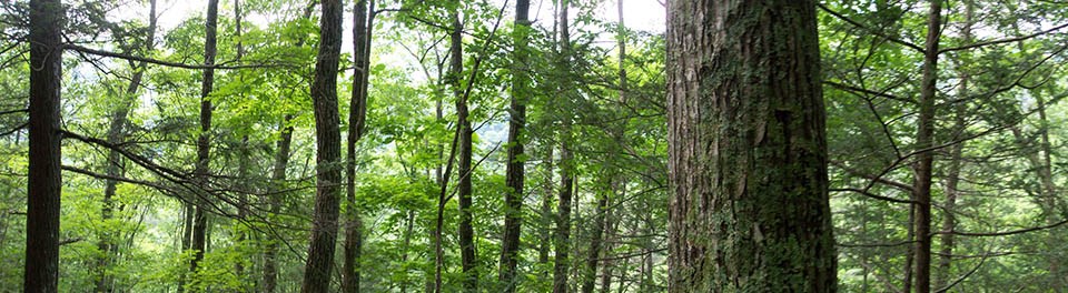 Banner showing a slice of forest midstory, with tree trunks and branches of many species
