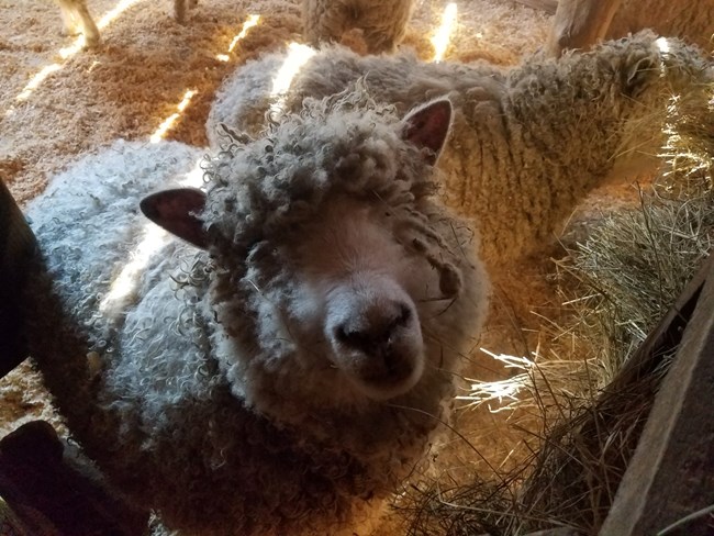 Farm animals demonstrate life on an 1850s working subsistence farm. Sheep looking at the camera, close up with other sheep in the background.