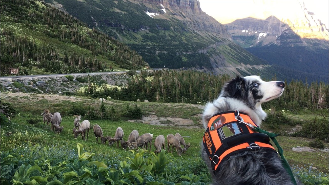 Dog in working vest looks up at handler, with bighorn sheep on a hillside below.