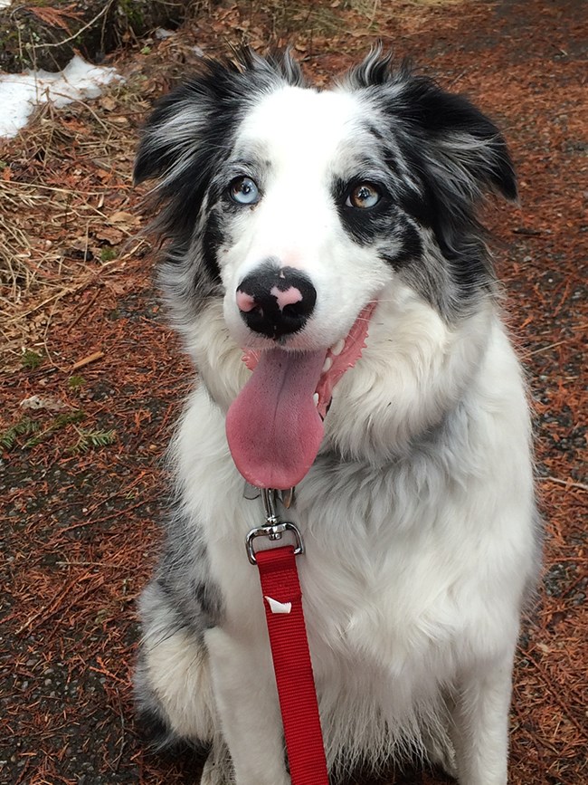 Dog on leash