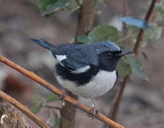 Black-throated Blue Warbler BTBW