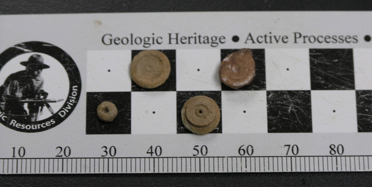 Fossil crinoid columnals from Buffalo National River