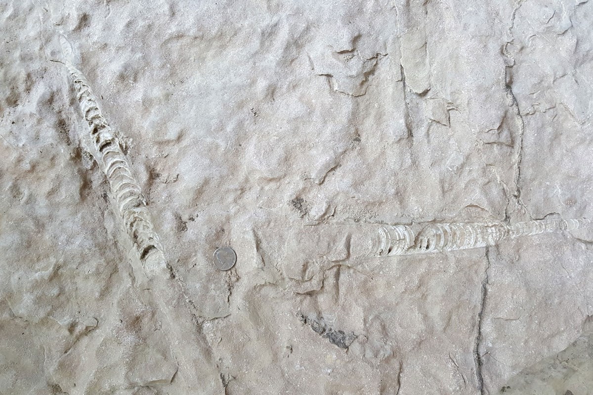 Uncovering the Fossil Record of Buffalo National River (U.S. National Park Service)
