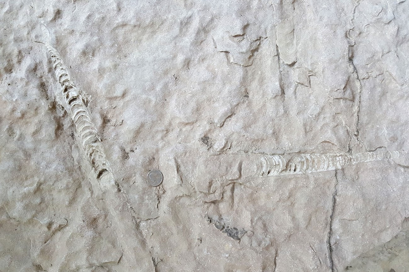 Remains of fossil nautiloids exposed along the Buffalo National River
