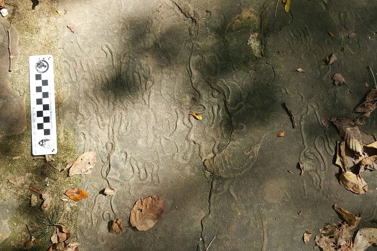Fossil worm burrows at Buffalo National River
