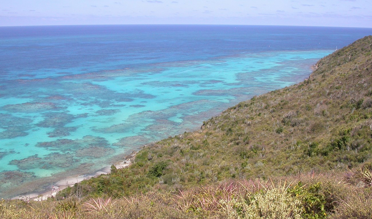 coast with plant cover and coral reef off shore