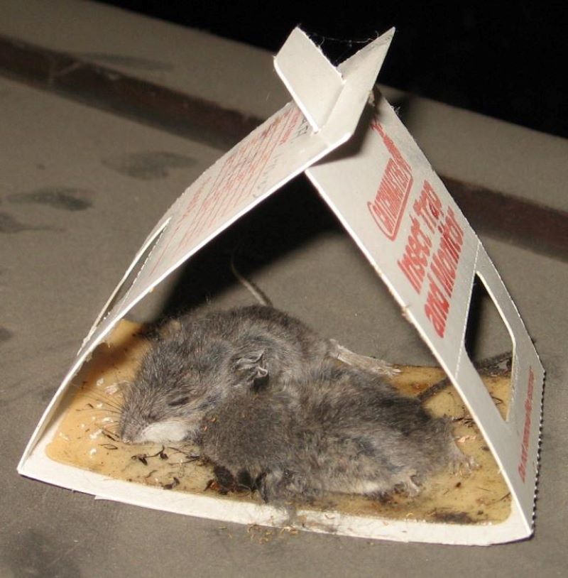 Two small mice stuck to a glue pest trap.